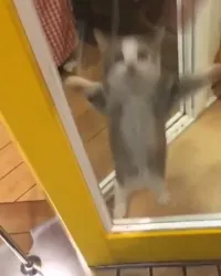 Kucing Happy