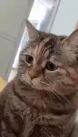 Kucing Sedih