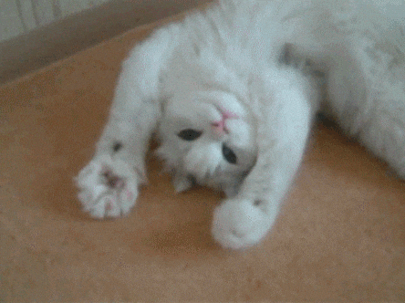 Kucing Pujuk