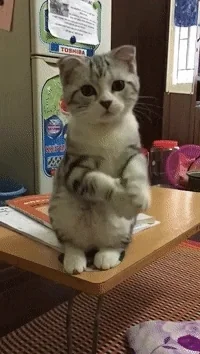 Kucing Merayu
