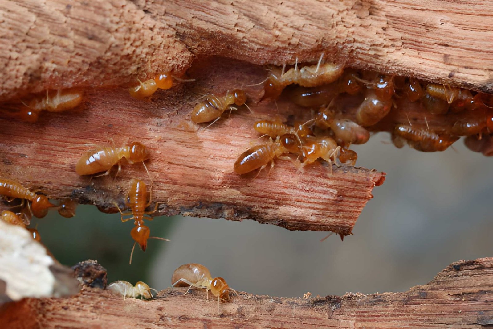 Termites