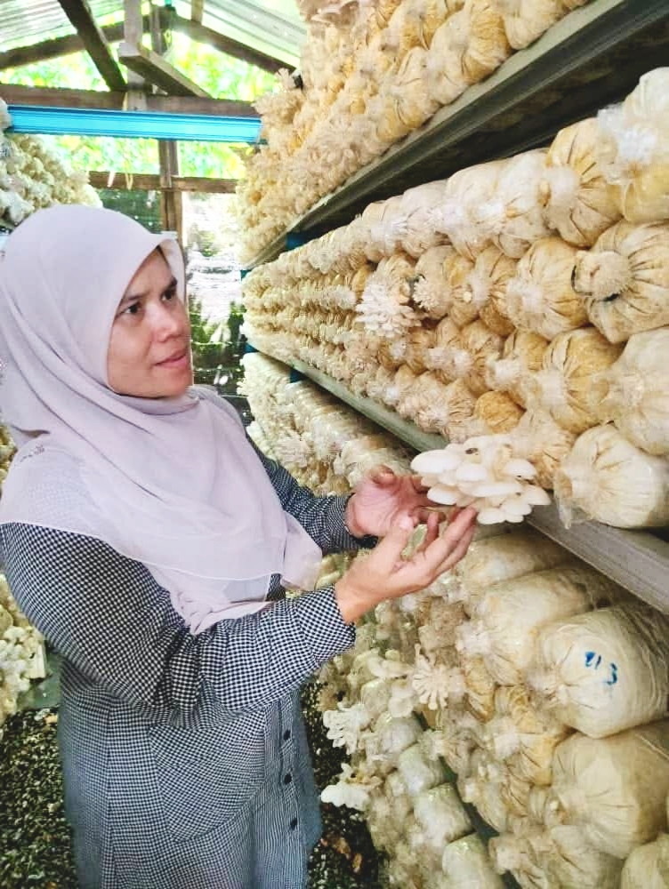 Farm Cendawan Tiram Nazariah Saad, Baling Kedah