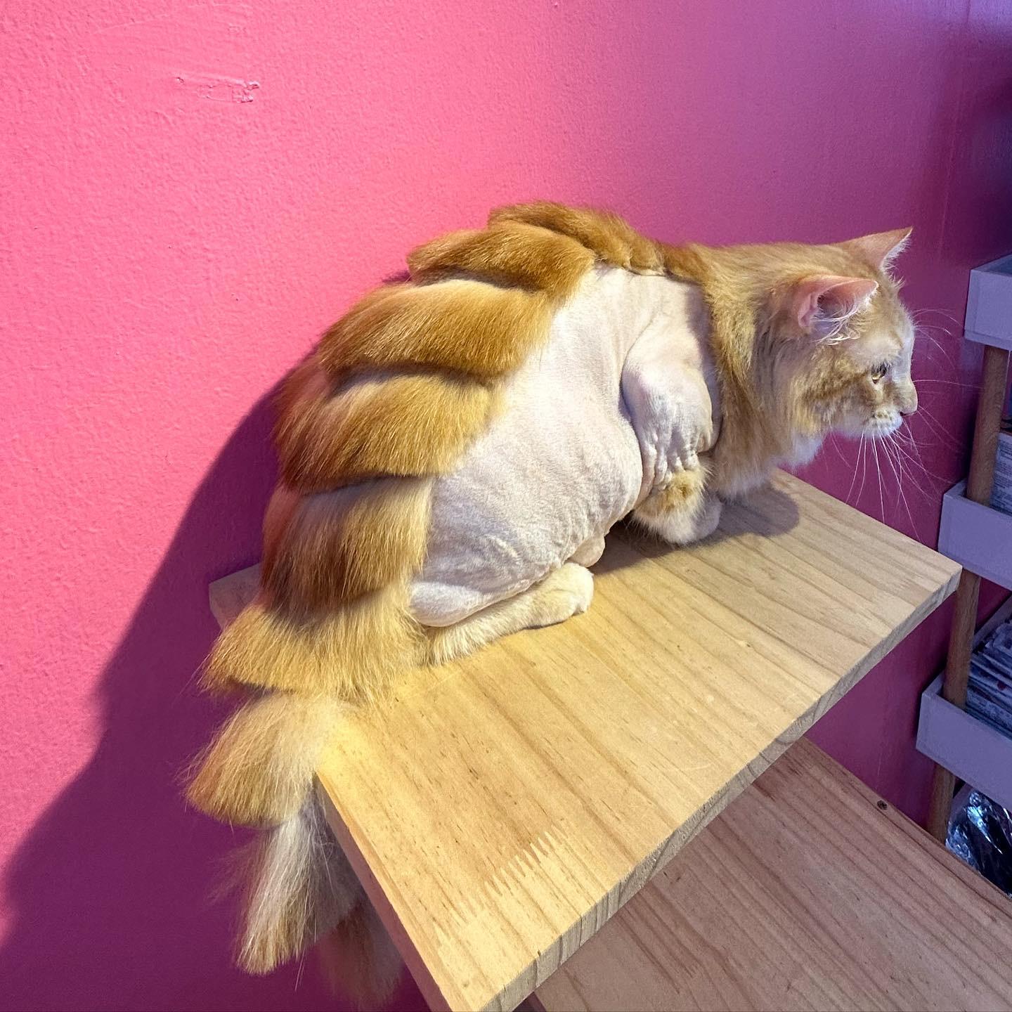 Dino Cut