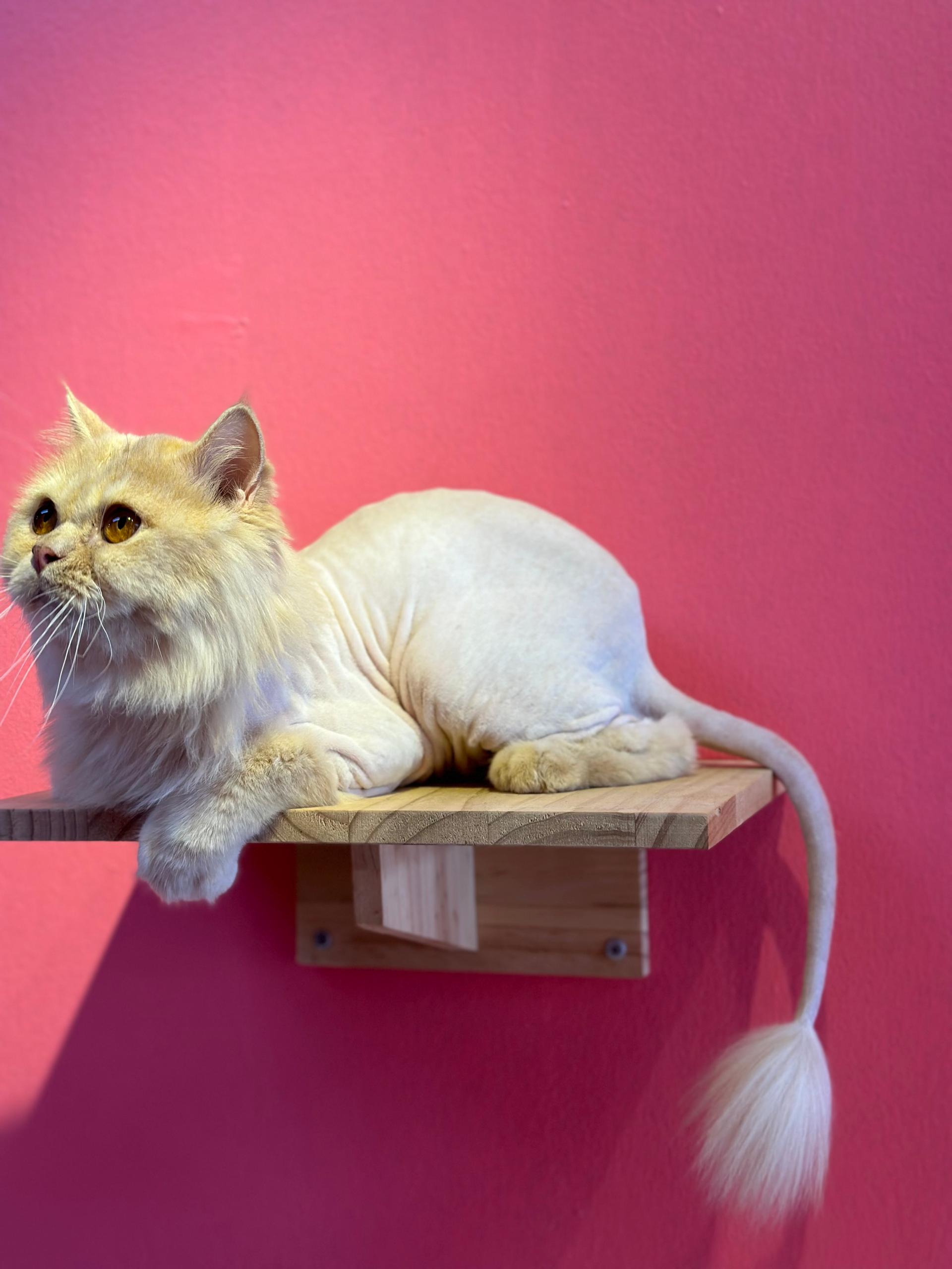 Lion Cut