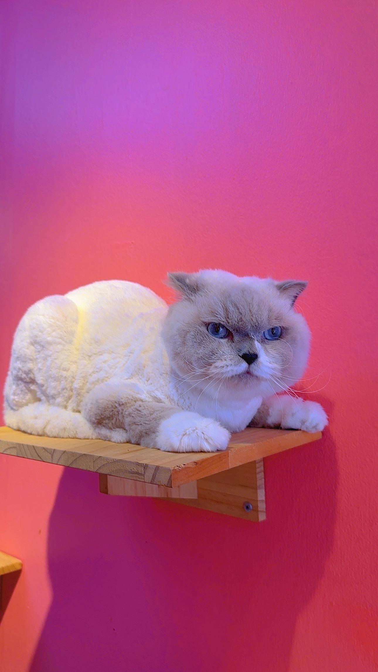 Teddy Cut