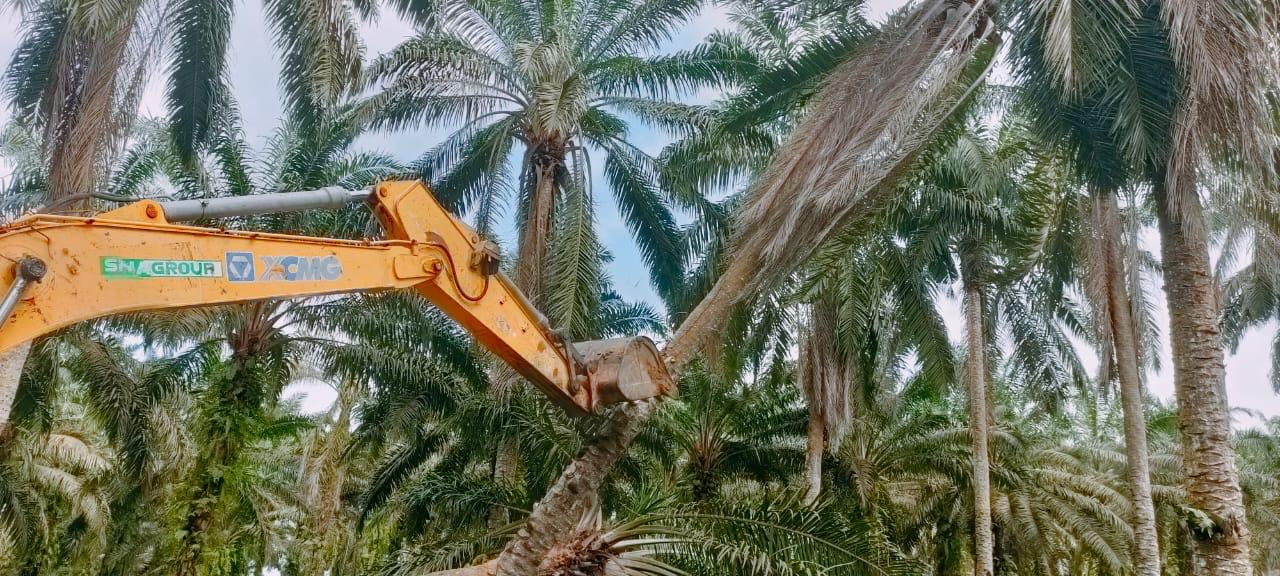 Oil Palm Plantation