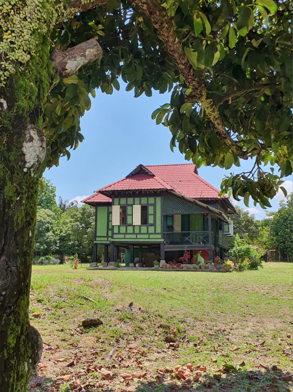 Green House 1938 dilihat menerusi bingkai pokok — rumah kayu tradisional berbumbung merah di MELA, Jerantut