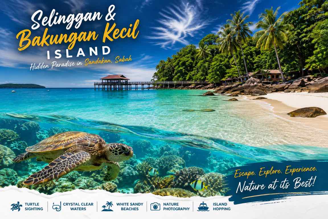 [Gambar Penyu Laut Pulau Selingan]
