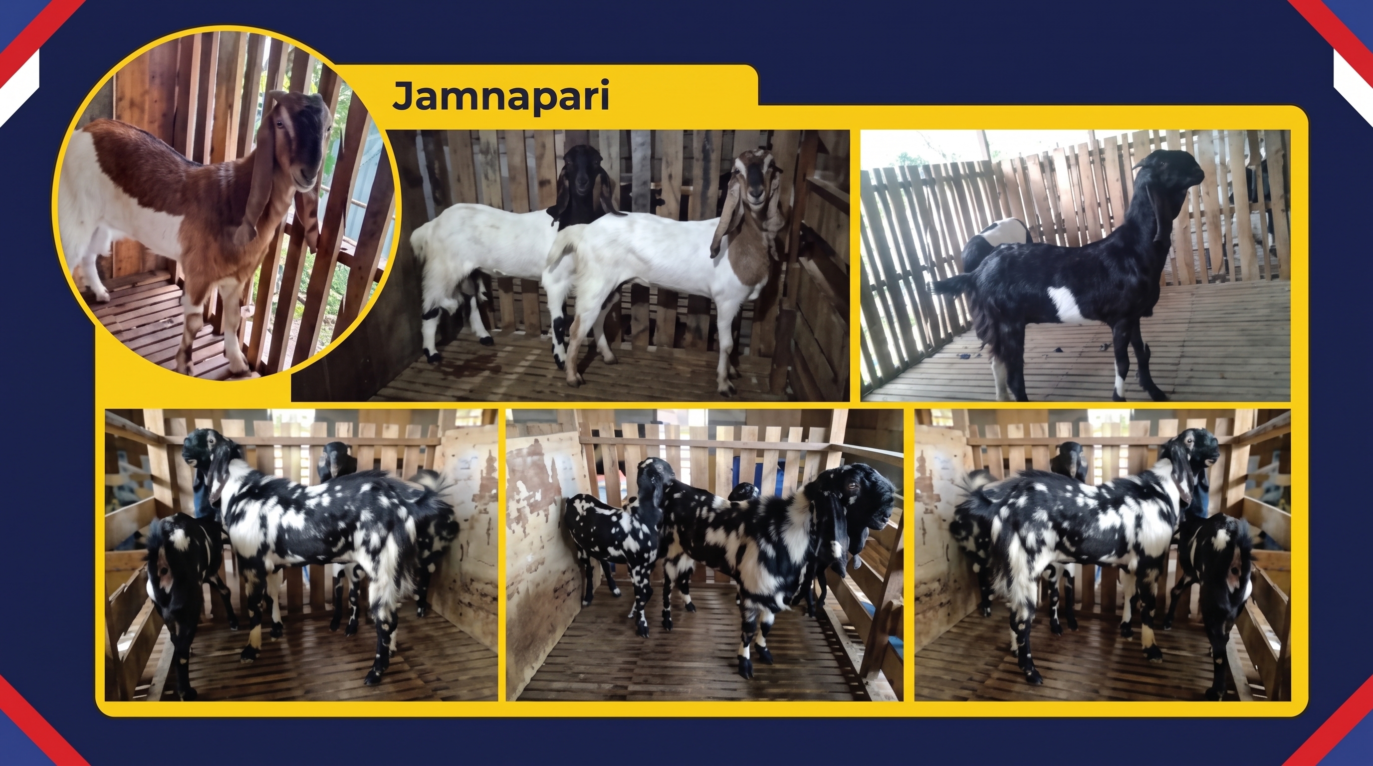 [Kambing Jamnapari]