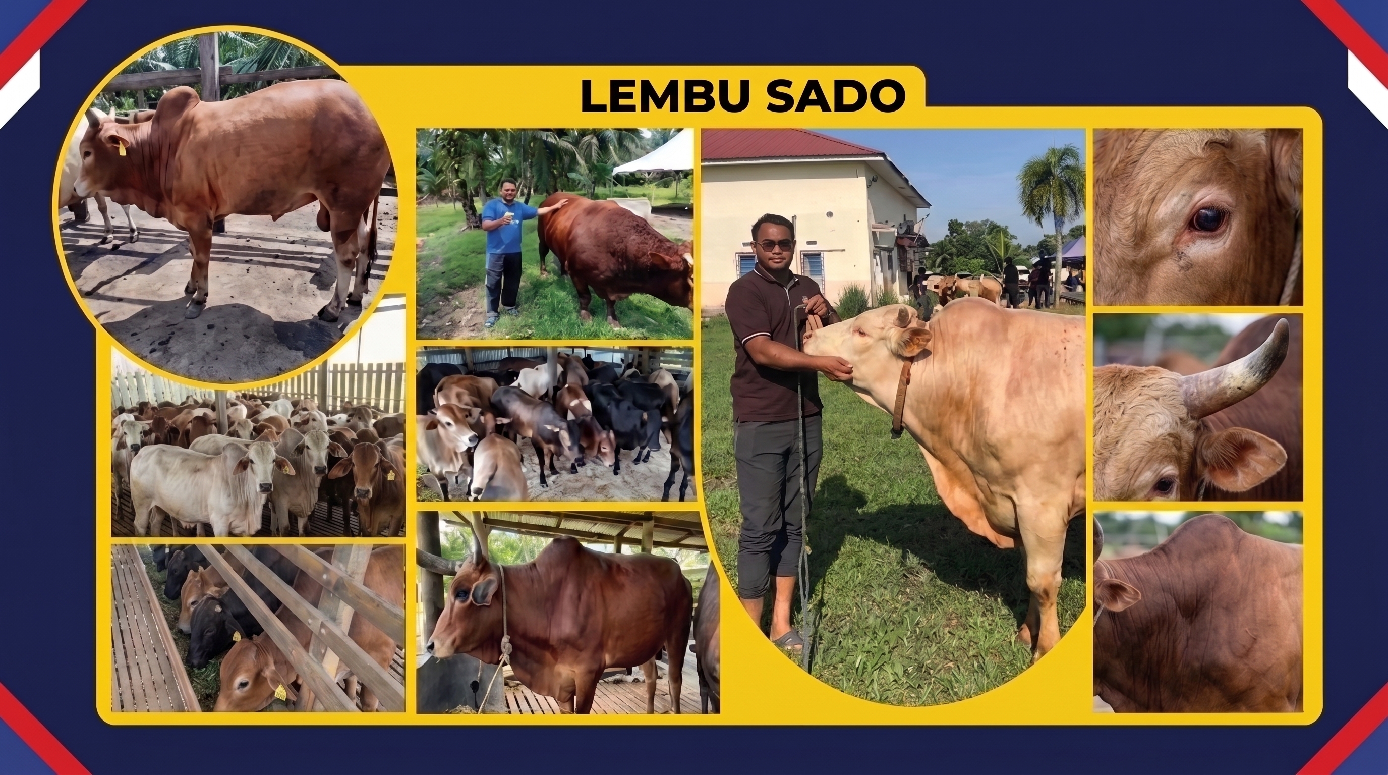 [Lembu Sado]