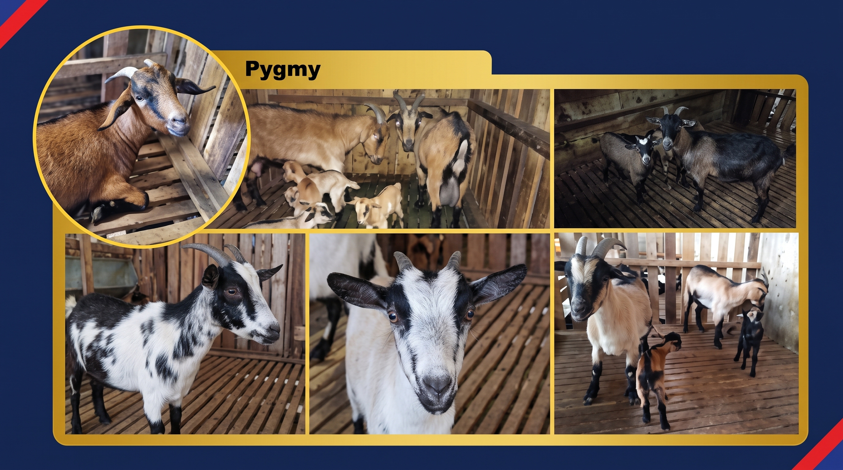 [Kambing Pygmy]